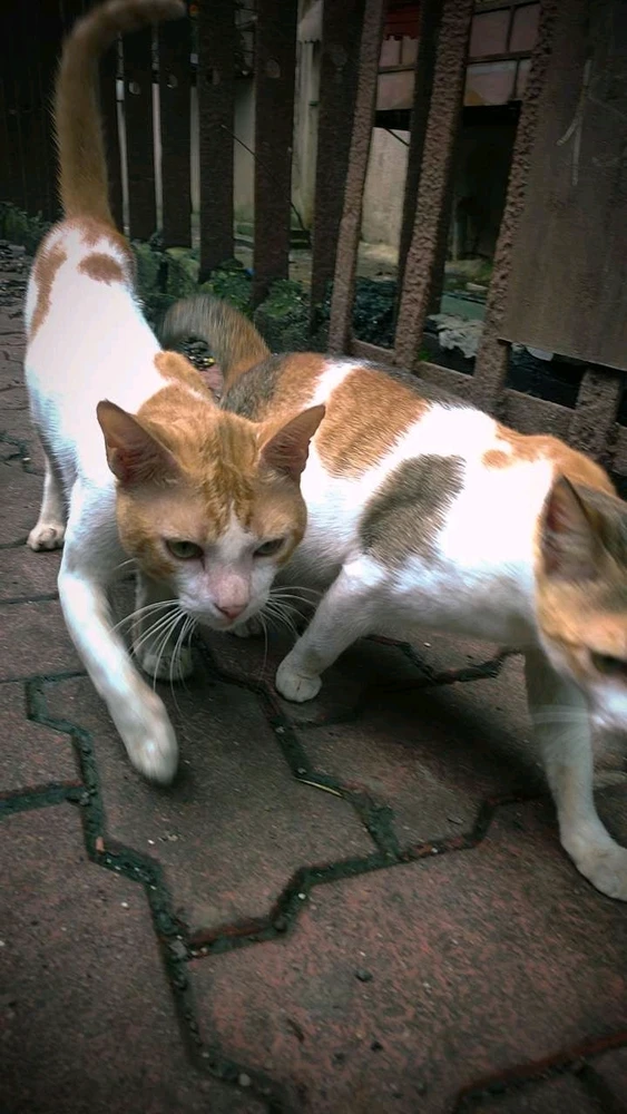 GIF gi-upload ni Maitreya