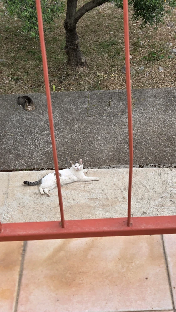 GIF uploaded by Nedim