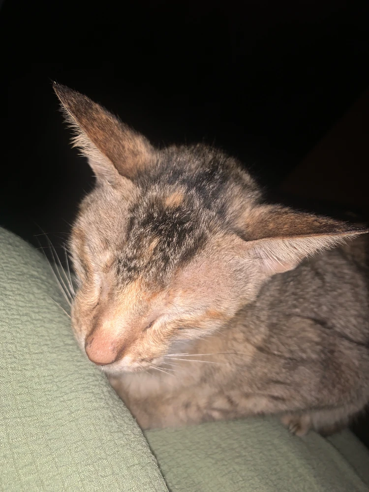 GIF uploaded by ChrizMae