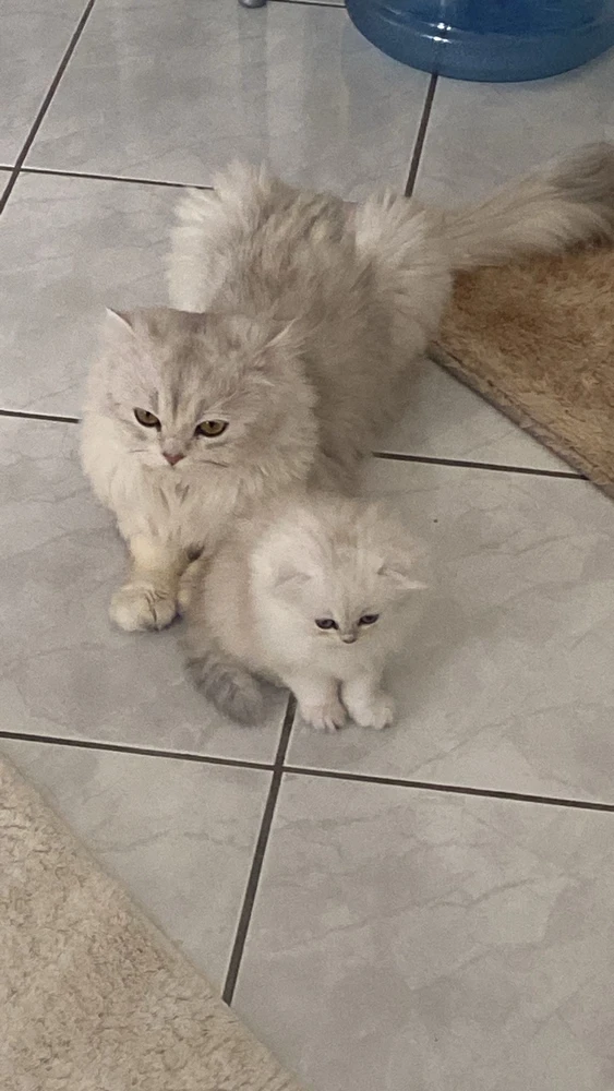 Aytekin tarafından yüklenen GIF