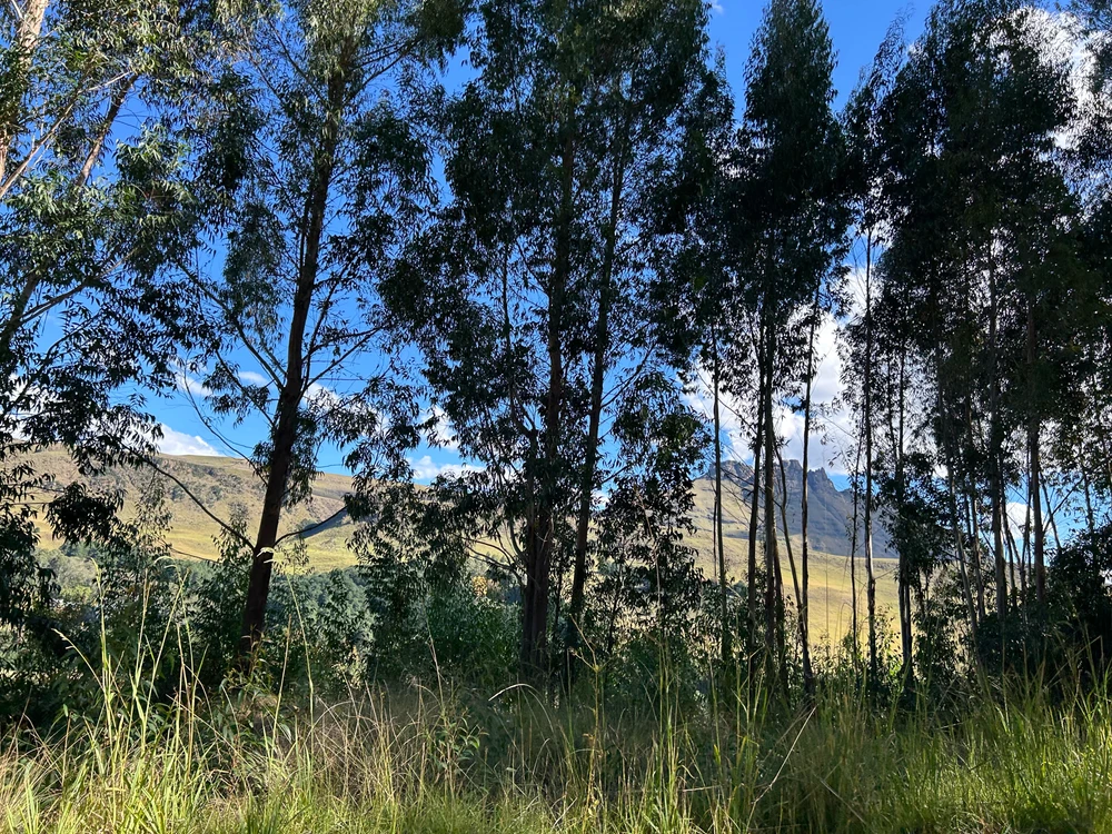 Image uploaded by Pious Sutherland