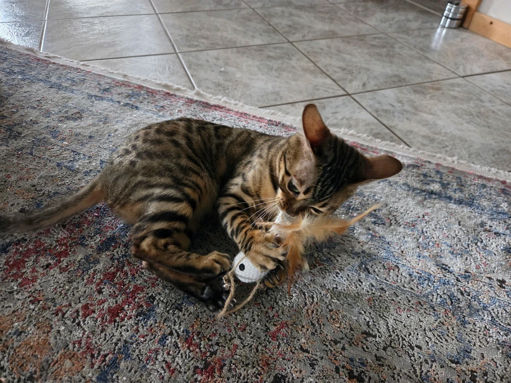 LucaがアップロードしたGIF