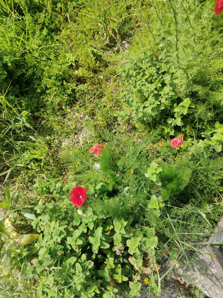 Image uploaded by Dino