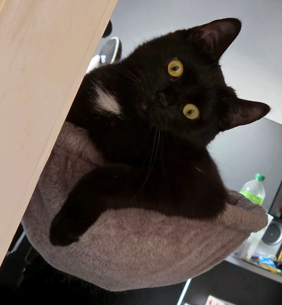 GIF hochgeladen von Thomas