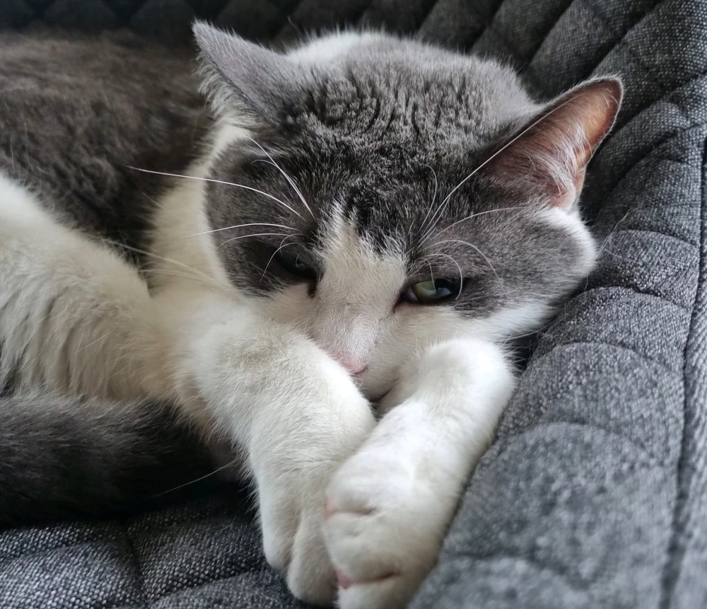 GIF hochgeladen von Rainer