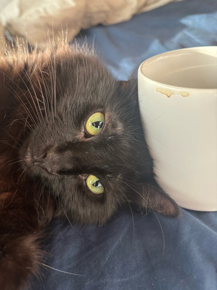 GIF uploaded by Maite Rosalie