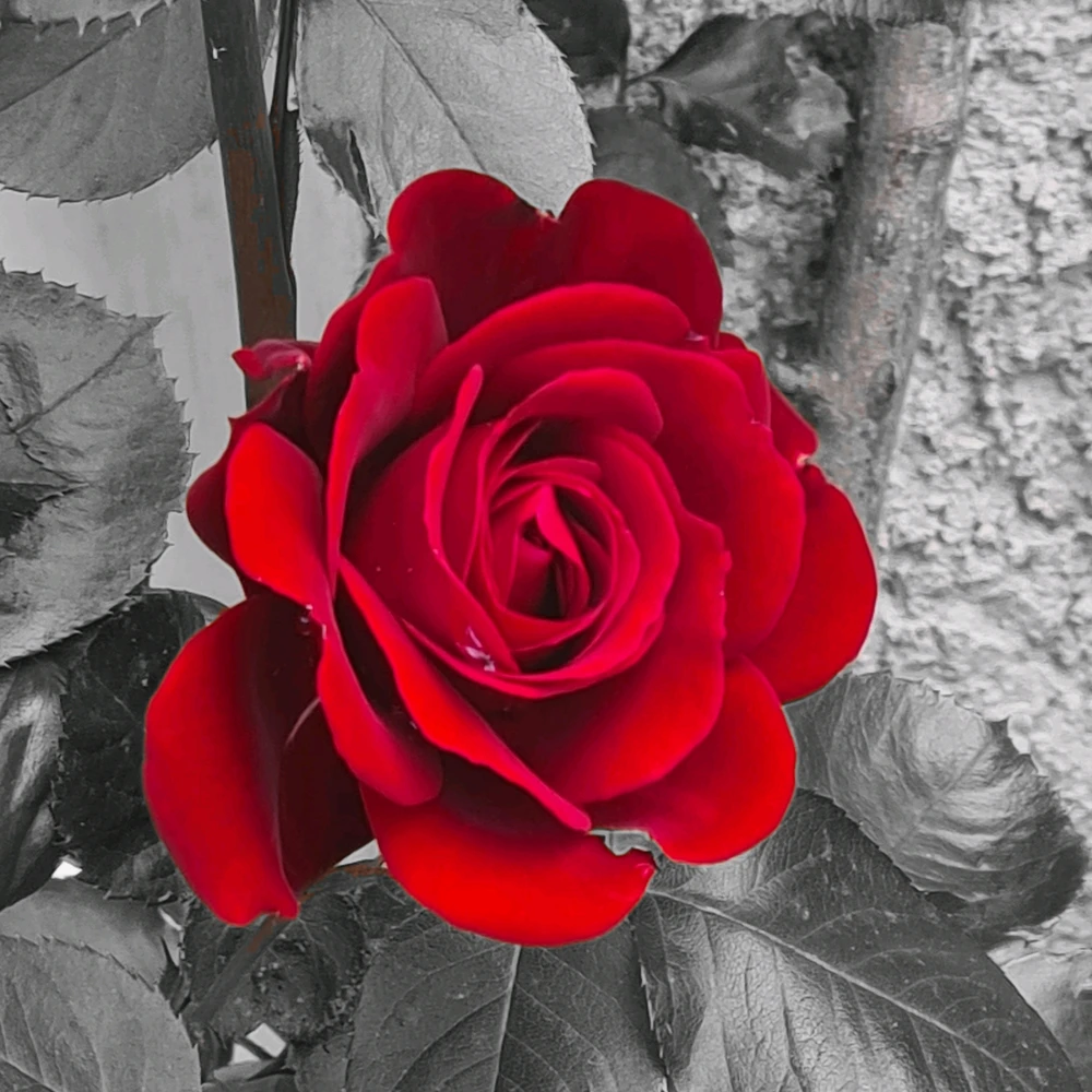 GIF uploaded by Gabrio aka Milord