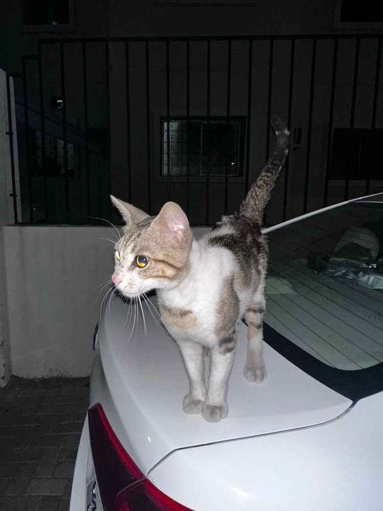 GIF uploaded by Umer