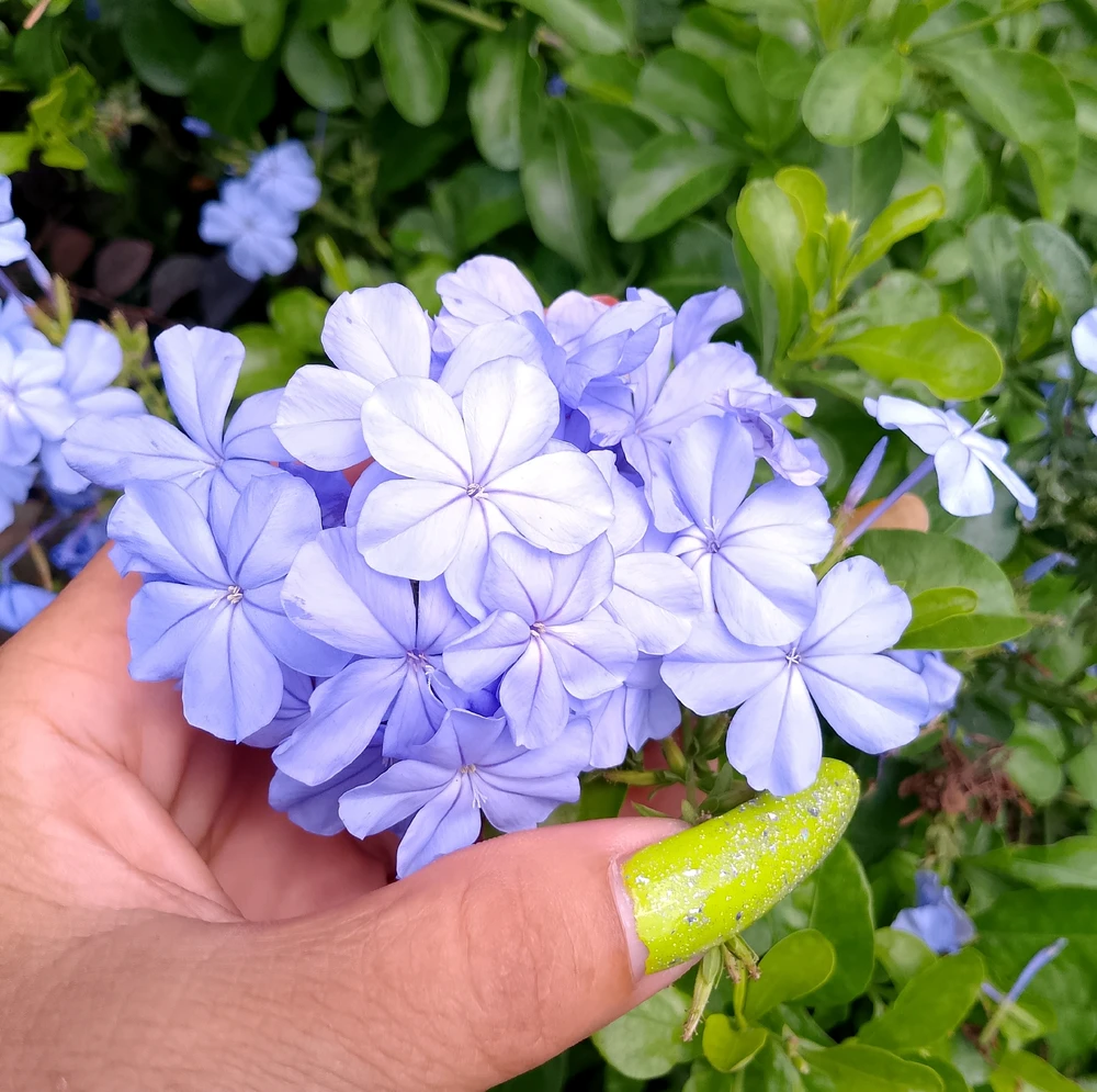 Image uploaded by Love