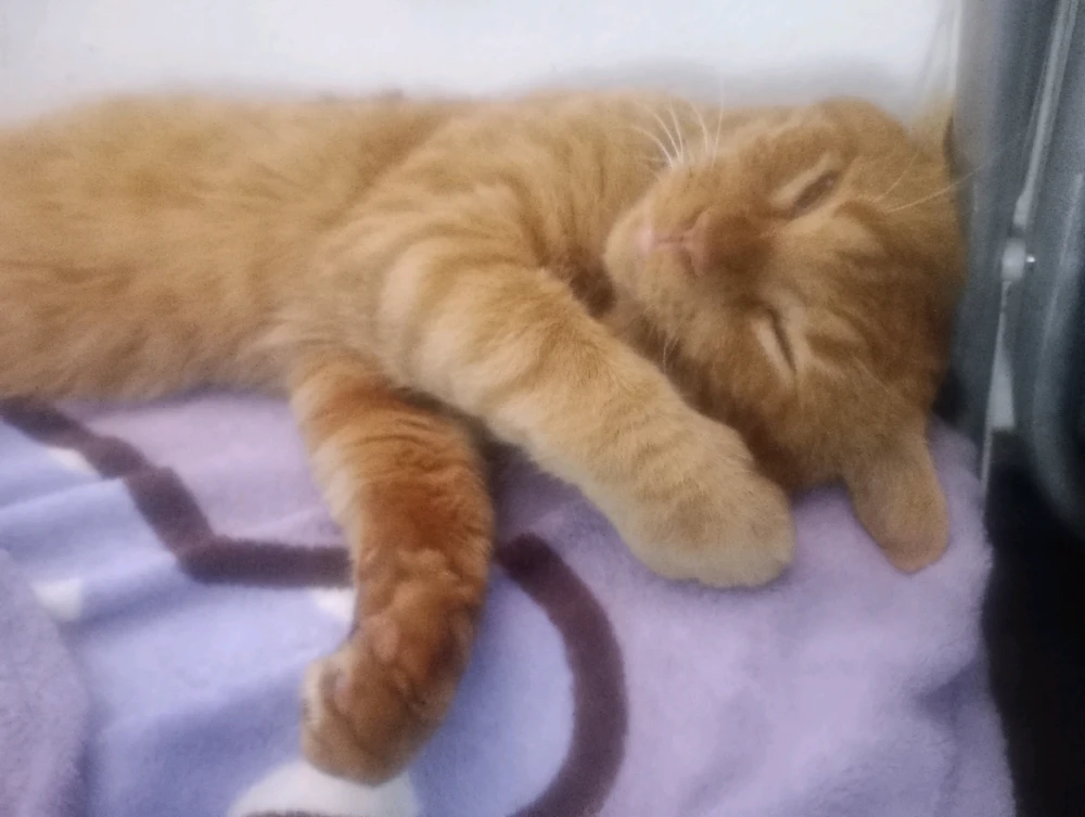 GIF uploaded by Gustavo Sales Camargo