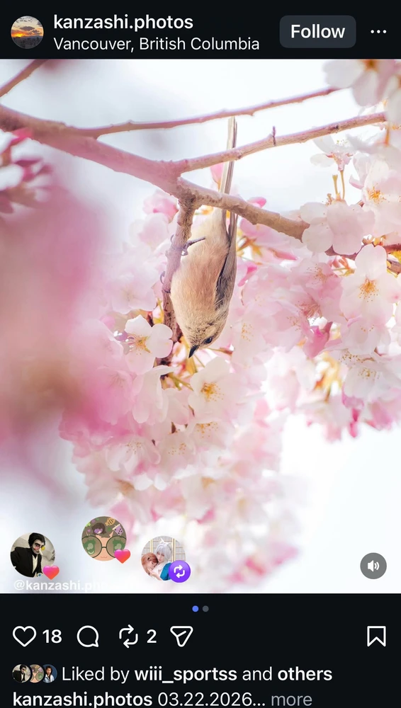 Image uploaded by Sylvan