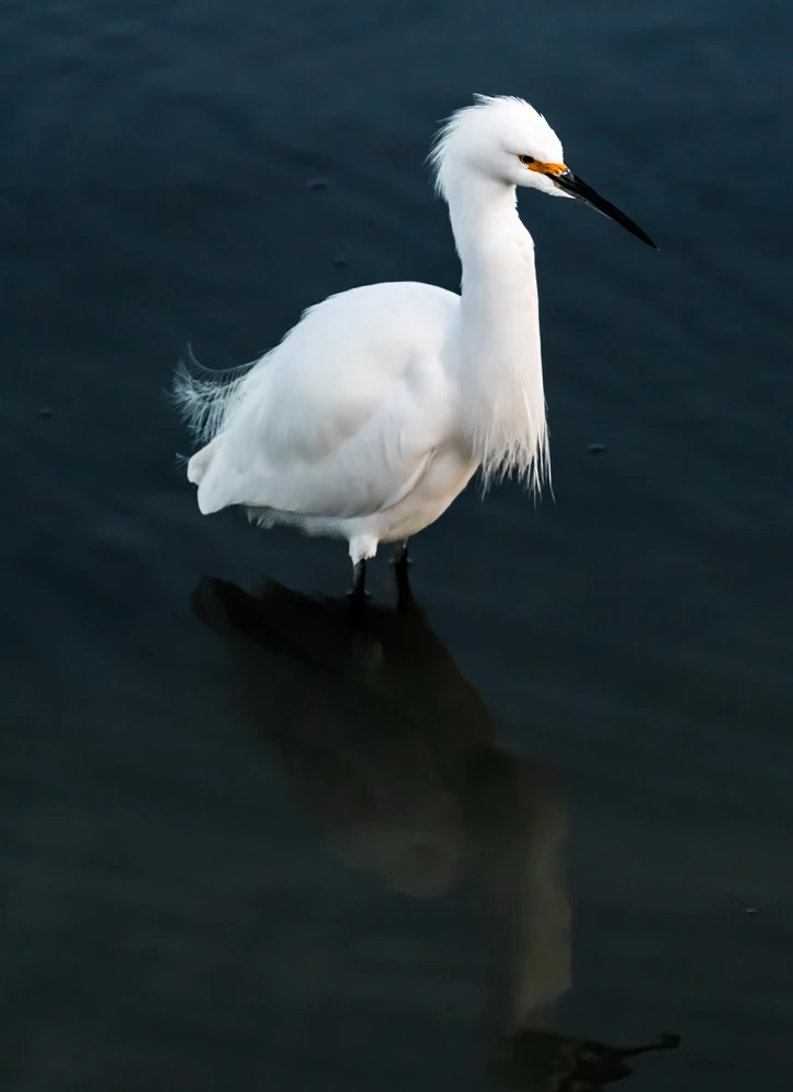 Image uploaded by Sylvan