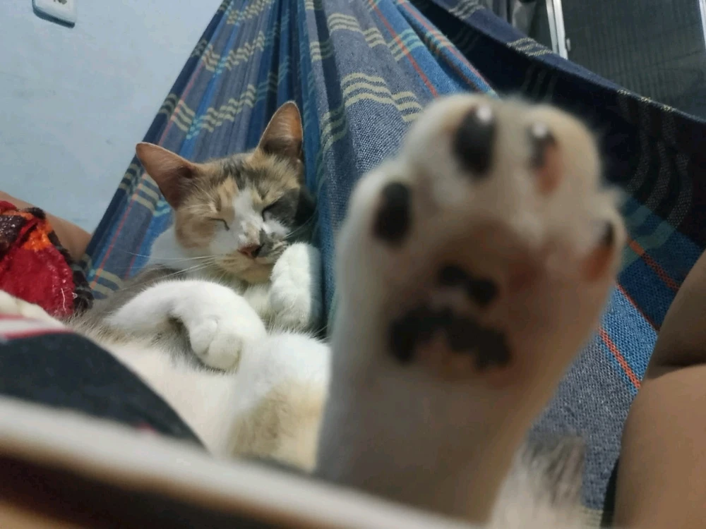 GIF uploaded by Gabriel Maciel