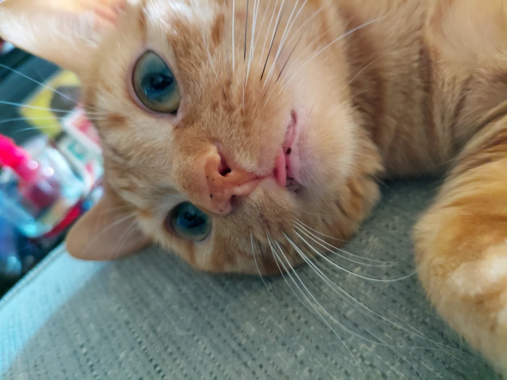 GIF uploaded by Gavin