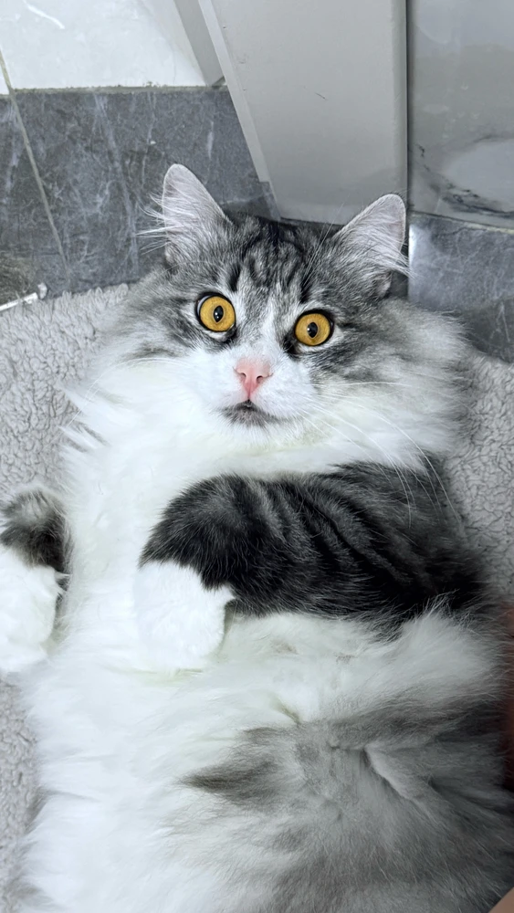 GIF загрузил Marissa