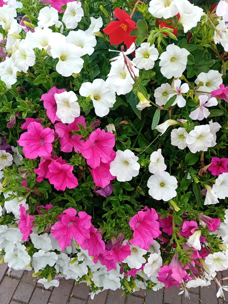 GIF uploaded by Saff