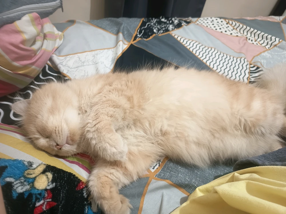 GIF uploaded by Aira