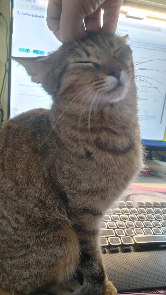 GIF uploaded by ❤ Sophia aka Mango Mami ❤️
