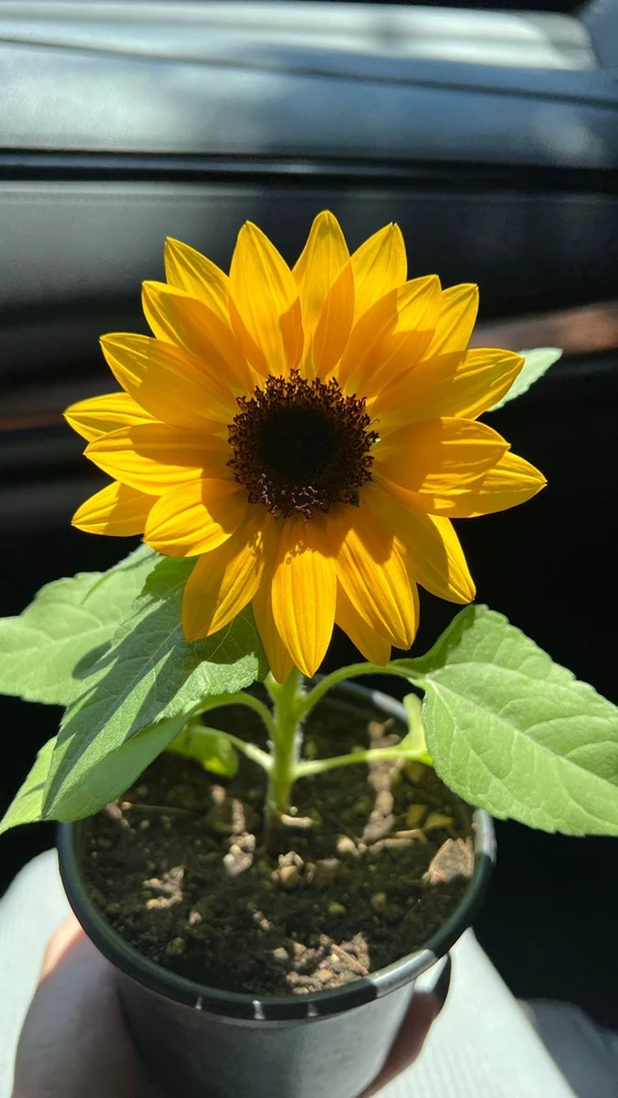Petty上传的GIF