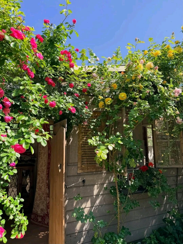 Image uploaded by Kunu