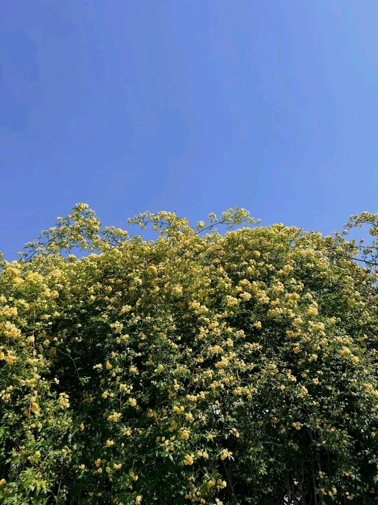Image uploaded by Kunu