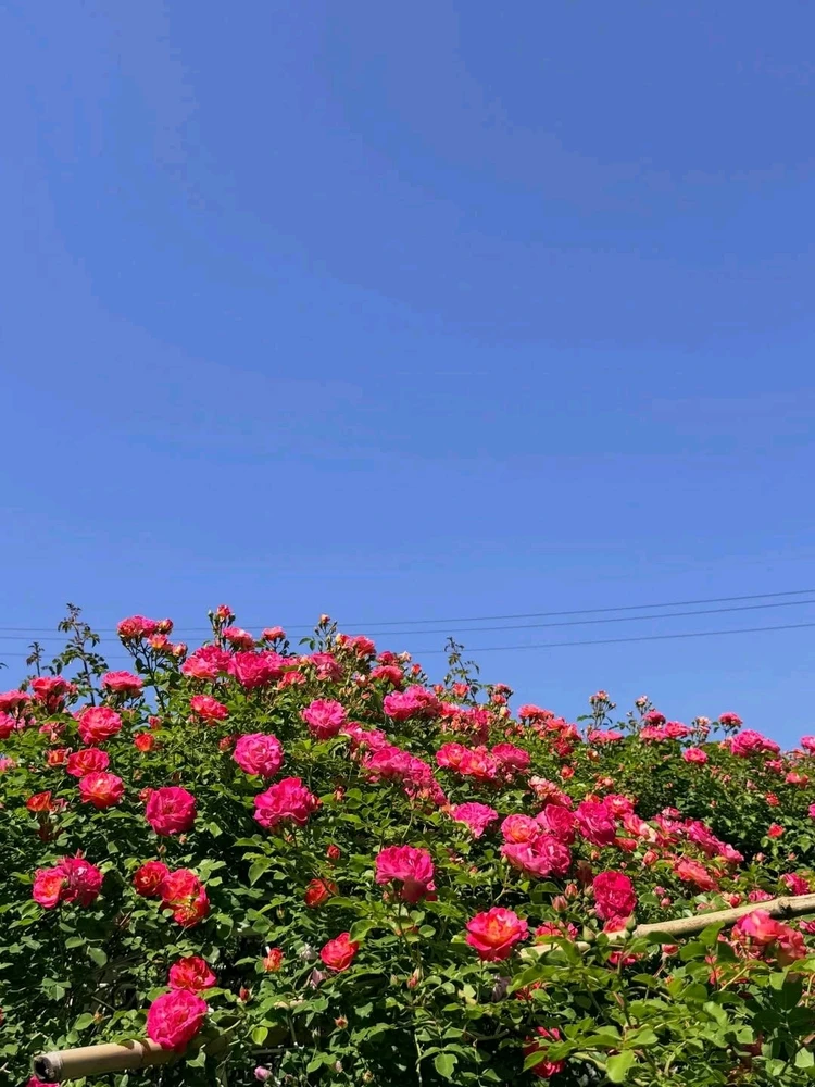 Image uploaded by Kunu