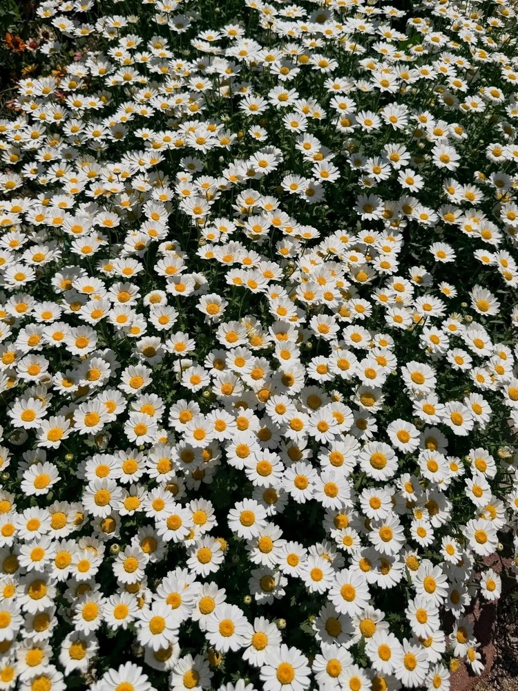 Image uploaded by Kunu