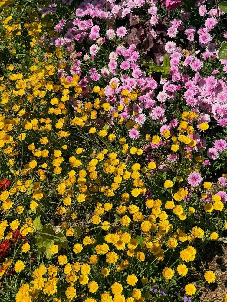 Image uploaded by Kunu
