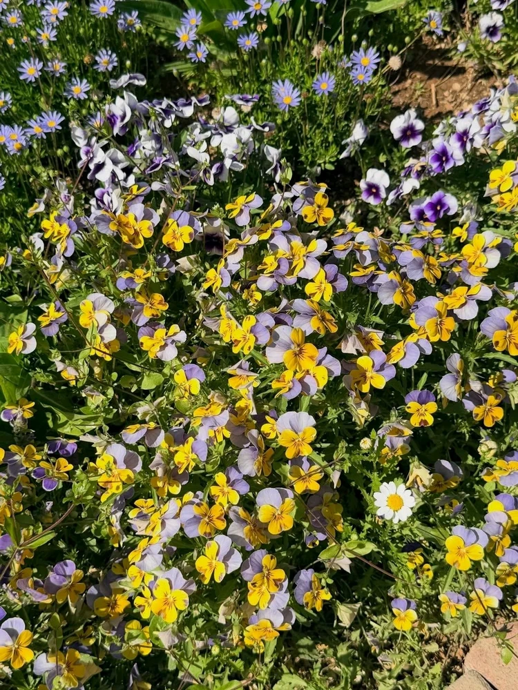 Image uploaded by Kunu