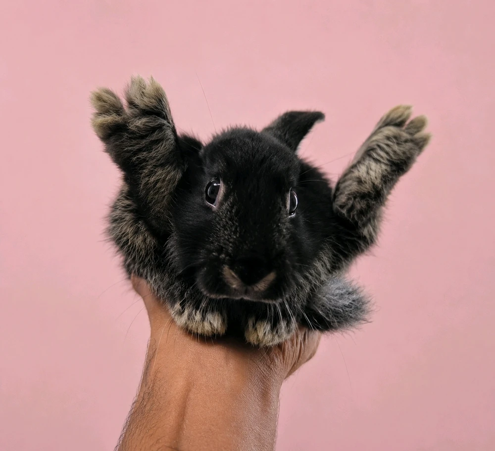 Image uploaded by Purusoth