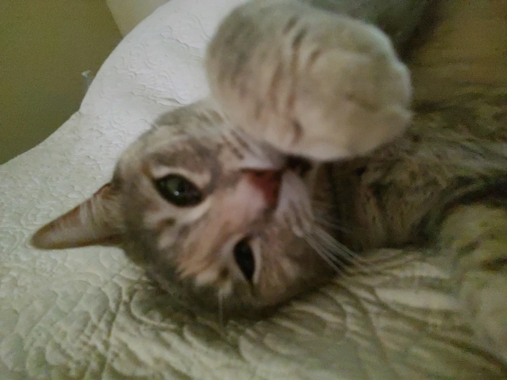 Image uploaded by Stebee