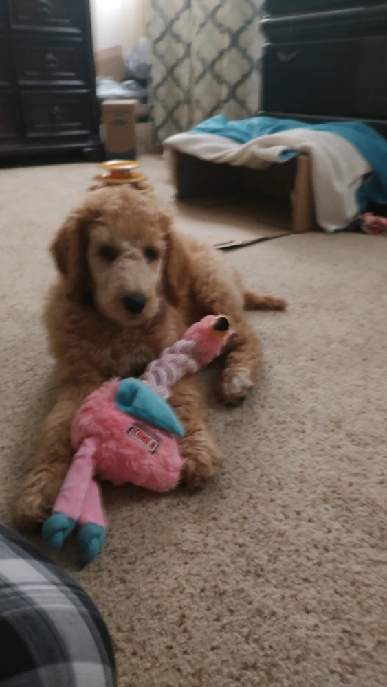Image uploaded by Stebee