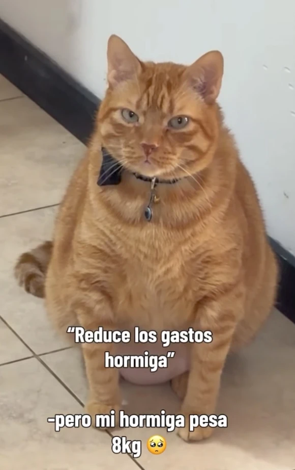 GIF subido por Marco