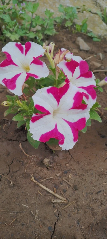 Image uploaded by Kas