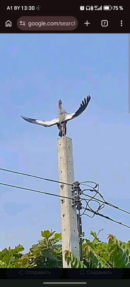 GIF uploaded by Алексей