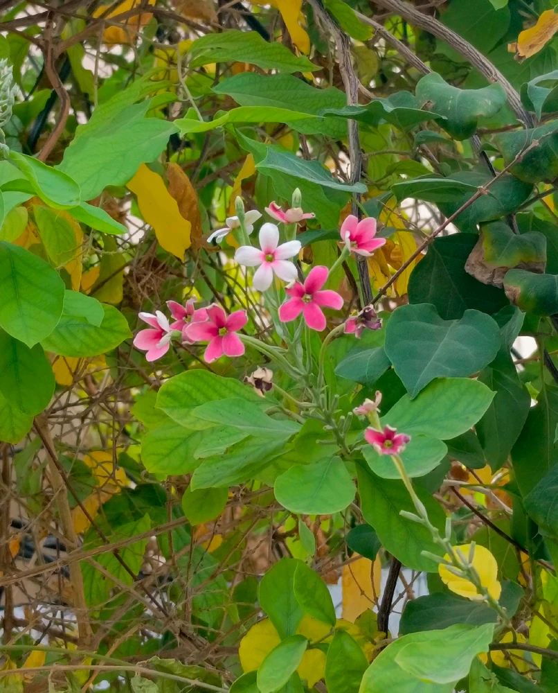 GIF uploaded by 𝑨𝒏𝒆𝒆𝒍..