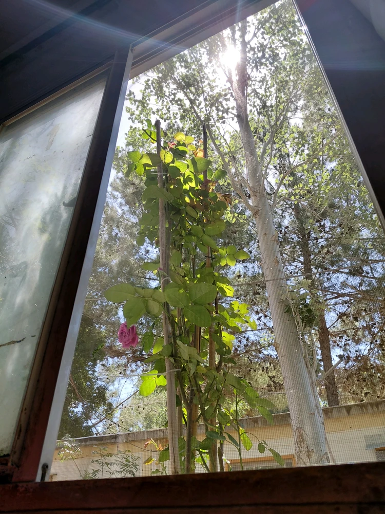 Image uploaded by Dar