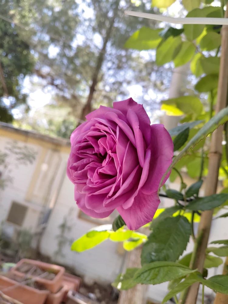 Image uploaded by Dar