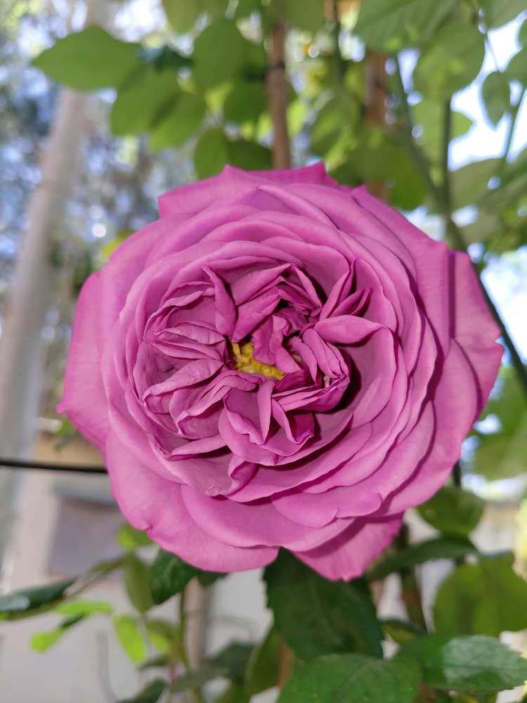 Image uploaded by Dar