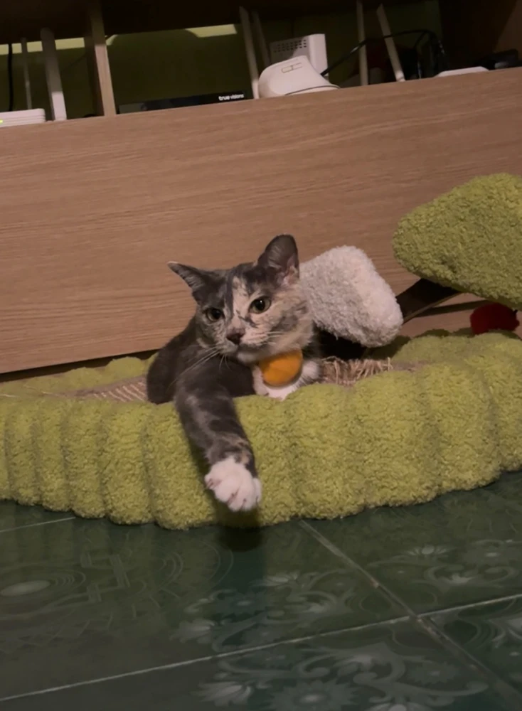 GIF uploaded by Pat♡