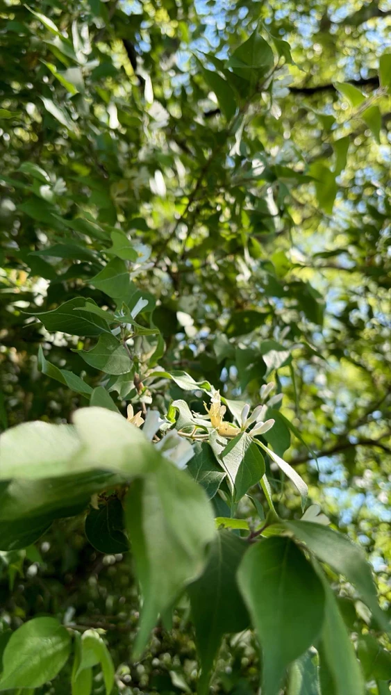Image uploaded by Breyhana