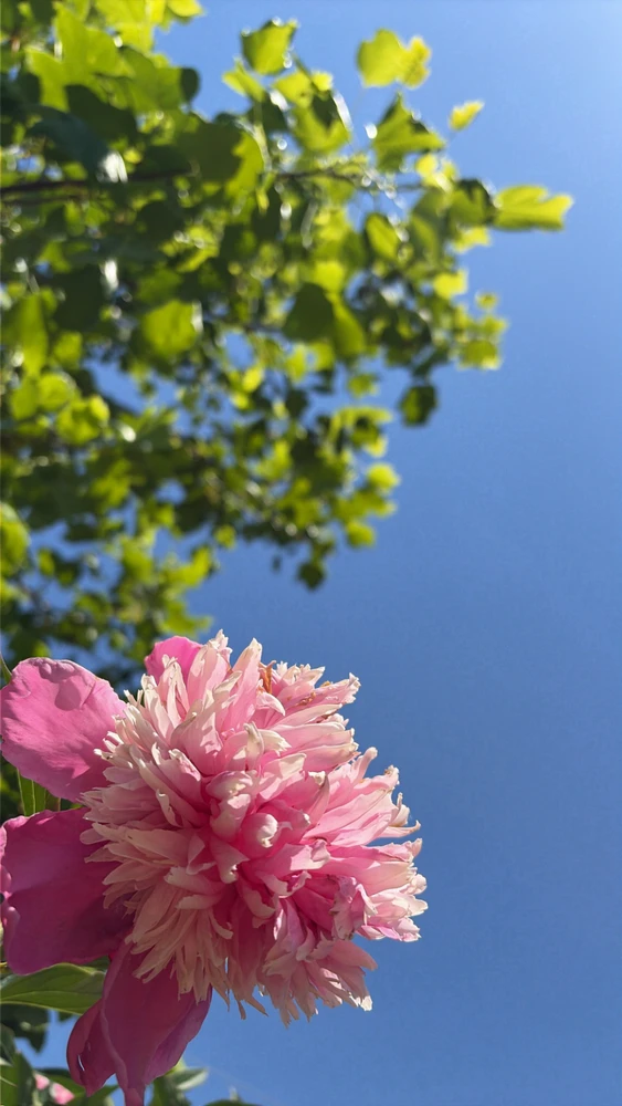 Image uploaded by Breyhana