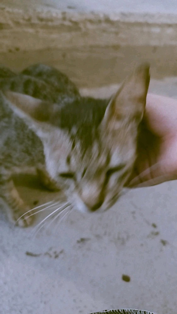 GIF uploaded by Devyn