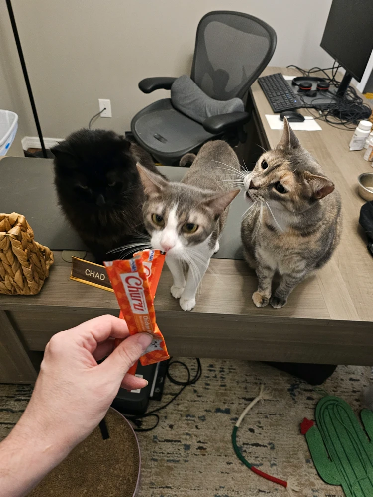 They demand their treat before I get to eat...