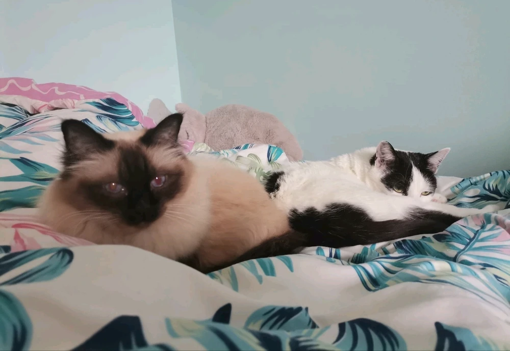 GIF tí Domi gbé sókè