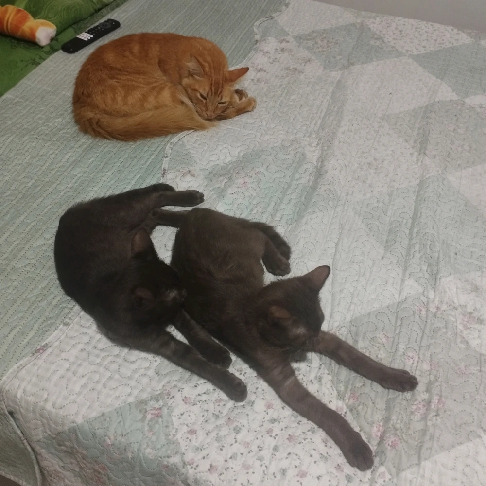 GIF uploaded by MaryBorges