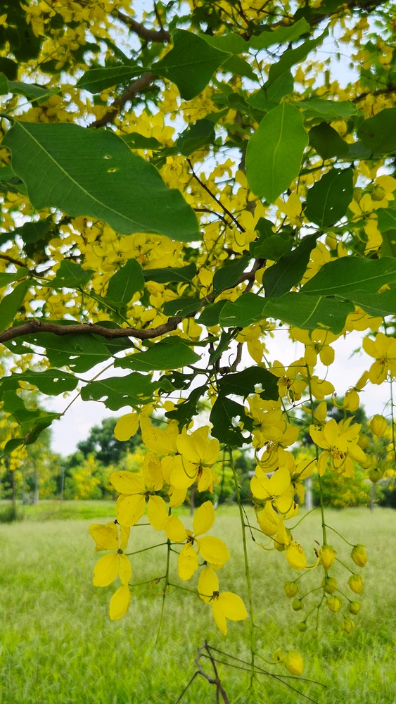 Image uploaded by Thảo