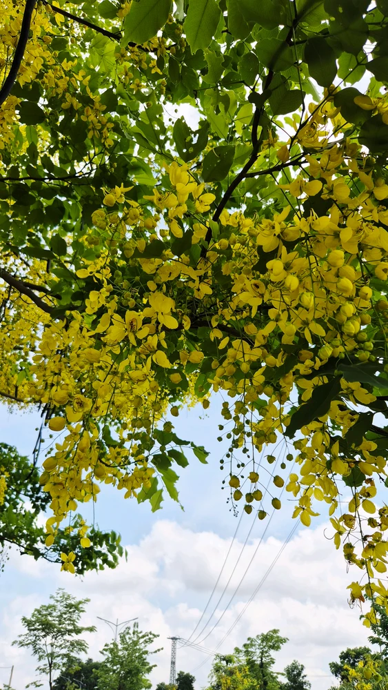 Image uploaded by Thảo