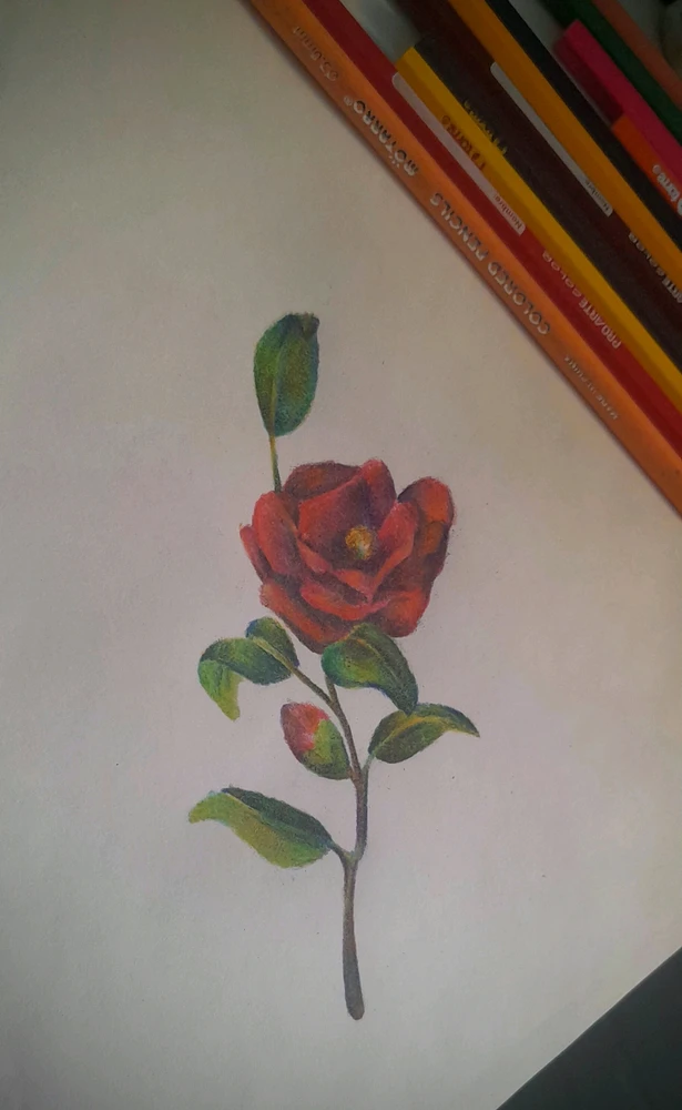 Image uploaded by Felipe C