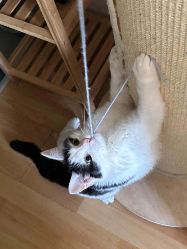 GIF hochgeladen von Mel